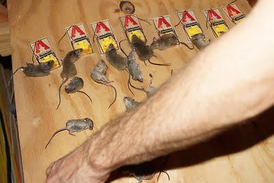 rodent trapping